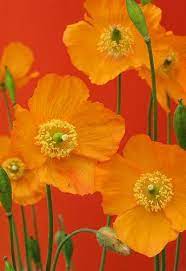 so pretty these poppies 美しい花 ケシの花 ポピー
