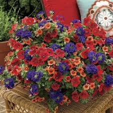 Discount99.us has been visited by 1m+ users in the past month Park Southwestern Summer Collection Pack Of 6 From Park Seed Window Box Flowers Blue Plants Annual Plants