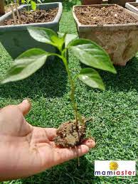 Jarak tanaman adalah 5 cm. Cara Mudah Semai Benih Cili Dari Rumah