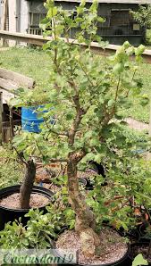 Image result for Sterculia rogersii