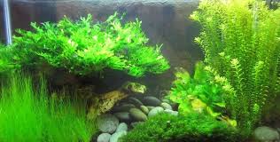 Aquarium Dwarf Grass Seeds To Grow Live Aquatic Plants (Eleocharis Parvula)  Free Shipping - Pet Fish Plants