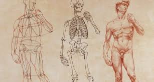 Feel free to download and use it as reference! Anatomy Master Class Anatomy Course For Artists