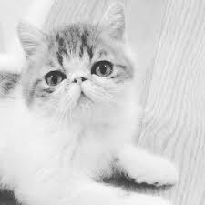 Cats & kittens for sale. Pin On Exotic Shorthair Cat