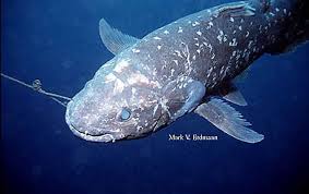 Coelacanth only appear in the ocean, and they're represented by the largest shadow. Coelacanths Marinebio Conservation Society