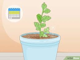 It is a biannual, which means that it will flower (bolt) the second year. How To Grow Parsley From Cuttings 13 Steps With Pictures