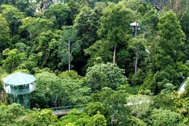 Tuan mohd najwan bin halimi (kota. Sabah Tubuh Pasukan Khas Lindungi Hutan Simpan Semasa Mstar
