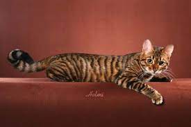 Designer Cat Breed That S A Mix Of Toy And Tiger Toyger Cat Toyger Kitten Cat Breeds