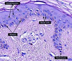 Start studying epidermis cell types. Keratinocyte Wikipedia