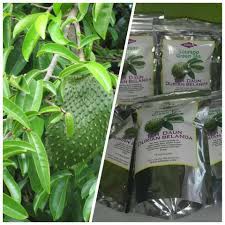 Dan adakah terdapat sebarang khasiat daun durian di malaysia, kita mungkin tidak biasa menggunakan daun pokok durian belanda, namun di beberapa negara, daun ini diolah menjadi teh daun durian belanda. Teh Daun Durian Belanda ç…§ç‰‡ Facebook