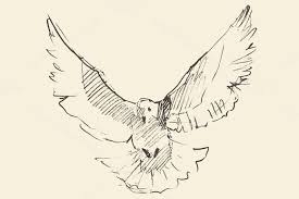 Black And White Pigeon Drawing White Pigeon Illustration White Pigeon Illustration Pigeon