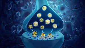 Neurotransmitter, any of a group of chemical substances released by neurons to stimulate other neurons or muscle or gland cells. Neurotransmitter Wikiwand