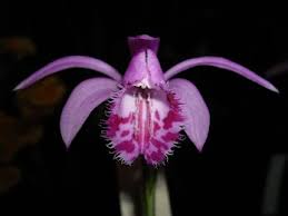 Image result for Angraecopsis amaniensis