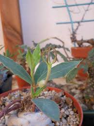 Image result for Ceropegia conrathii