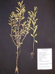 Image result for Ammannia baccifera