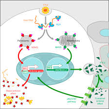 Complete information for mavs gene (protein coding), mitochondrial antiviral signaling protein, including: Mitochondrial Antiviral Signaling Protein An Overview Sciencedirect Topics