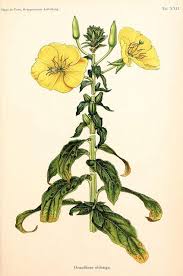 Theherbarium Flower Art Flower Drawing Botanical Illustration