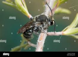 Image result for Lipotriche