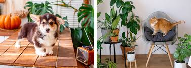 The friendship plant boasts intricately patterned leaves that are soft to the touch and harmless to your pets. Pet Friendly Houseplants For Beginners Summerwinds Ca