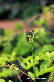 Image result for Erythrostemon