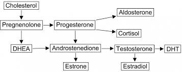 Pregnenolone 101 What You Need To Know About This Precursor Hormone A Intense Apex Alpha Male