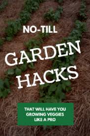And honestly, i got sick of spending so much time on craigslist and making phone calls trying to track down what i needed. No Till Garden 7 Easy Methods That Will Give You Magnificent Results Easy Quick And Cheap No Till Gardening Techniques