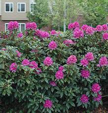 It tends to be a little leggy, with a typical clearance of 1 foot from the ground, and is suitable for planting under power lines. Rhododendron Anah Kruschke Landscape Plants Oregon State University