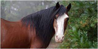 6 Tips For Keeping A Horse Alone