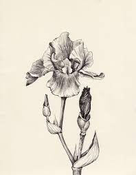 Iris Sketch Iris Flower Tattoo Iris Tattoo Flower Drawing