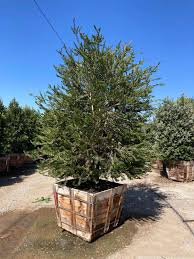 Image result for Melaleuca sp. A (Biegel 5741)