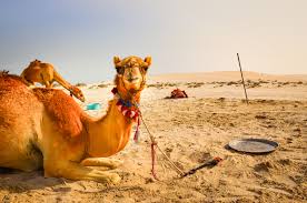 The prophetpalso had a camel, named qaswa,whom. Drink Camel Urine To Cure Coronavirus The Daily Reports