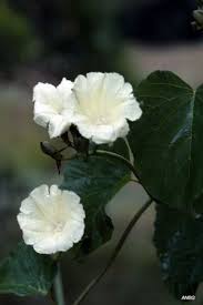 Image result for Entada arenaria