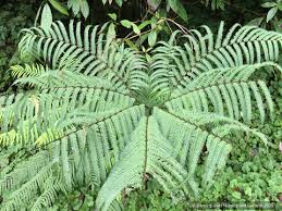 Image result for Pteris