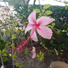They both perform well in our climate. This Weeping Hibiscus Tree Has Gardens Wholesale Nursery Facebook