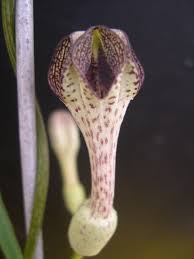 Image result for Ceropegia crassifolia