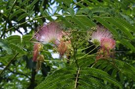 Image result for Albizia petersiana