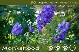 Maybe you would like to learn more about one of these? Can Dogs Have Thyme 50 Dangerous Garden Plants For Dogs
