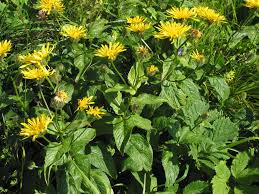Image result for Crepis newii