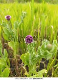 Image result for Sphaeranthus peduncularis