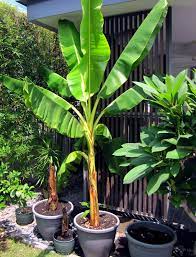 Growing Banana Tree In Containers How To Grow Banana Plant Musa Fruit Plants How To Grow Bananas Banana Plants