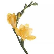 Kremp florist provides same day flower delivery in palo alto, ca region. Buy Freesia Yellow Piece Flower Delivery Palo Alto Ufl