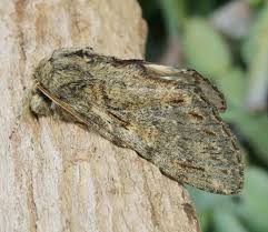 Image result for Peridea anceps