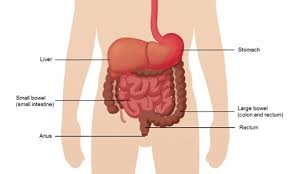 Symptoms of colon cancer include changes in bowel habits and unexplained abdominal pain. Bowel Colorectal Cancer Symptoms Treatment Southern Cross Nz
