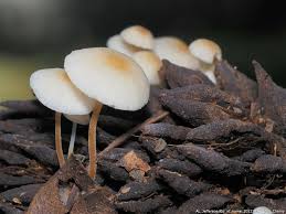 Image result for Strobilurus conigenoides