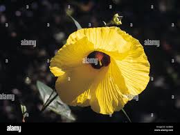 Image result for Azanza lampas