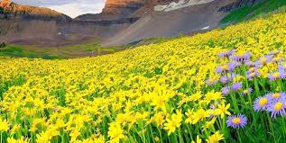 We did not find results for: Valley Of Flowers Uttarakhand How To Reach Best Time Tips