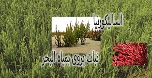الزراعة بماء البحر زراعة الساليكورنيا المنجروف Home Facebook
