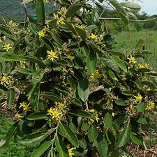 Image result for Grewia forbesii