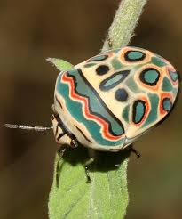 Pin On Insects And Butterflies