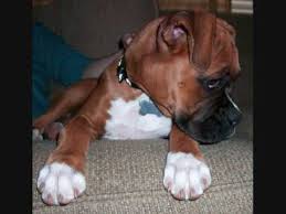 Here are some worthwhile facts this increasingly popular breed. Lucy The Boxer Puppy 4 Months Old Youtube