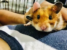 Katsu Has The Cutest Radar Dishes Hamster Hamsters Rodent Pet Hamster Funny Hamsters Pets